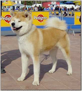 akita3.jpg (18294 byte)